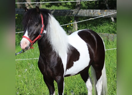 Weitere Ponys/Kleinpferde, Wallach, 4 Jahre, 104 cm, Schecke