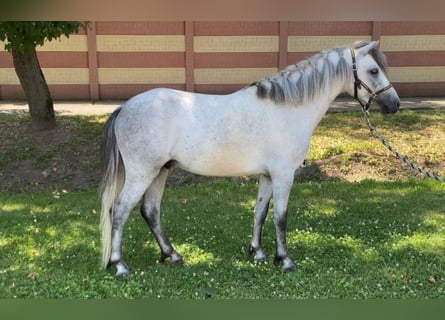 Weitere Ponys/Kleinpferde, Wallach, 4 Jahre, 117 cm, Schimmel