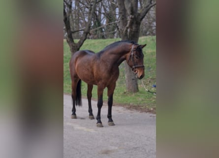Weitere Ponys/Kleinpferde, Wallach, 4 Jahre, 146 cm, Brauner