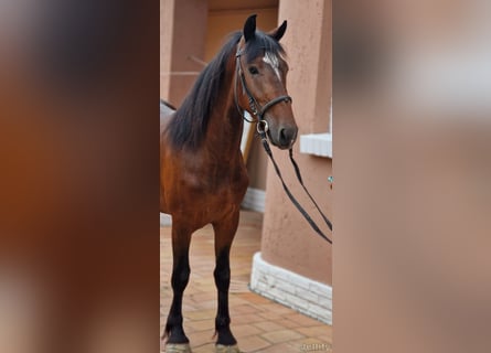 Weitere Ponys/Kleinpferde, Wallach, 4 Jahre, 152 cm, Brauner