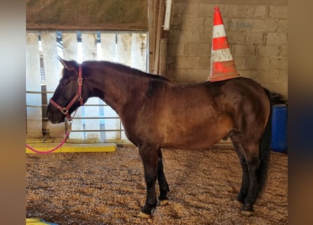 Weitere Ponys/Kleinpferde Mix, Wallach, 4 Jahre, 152 cm