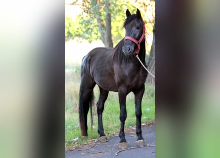 Weitere Ponys/Kleinpferde, Wallach, 4 Jahre, 154 cm, Rappe