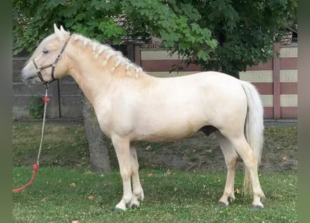 Weitere Ponys/Kleinpferde, Wallach, 5 Jahre, 125 cm, Palomino