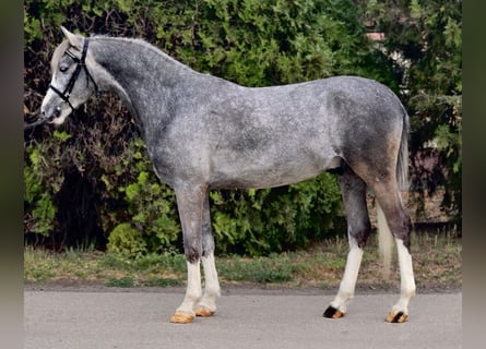 Weitere Ponys/Kleinpferde, Wallach, 5 Jahre, 143 cm, Schimmel