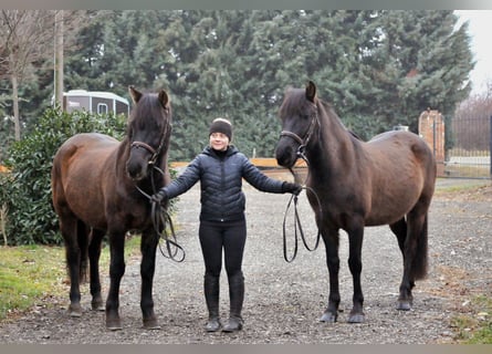 Weitere Ponys/Kleinpferde, Wallach, 5 Jahre, 145 cm, Falbe