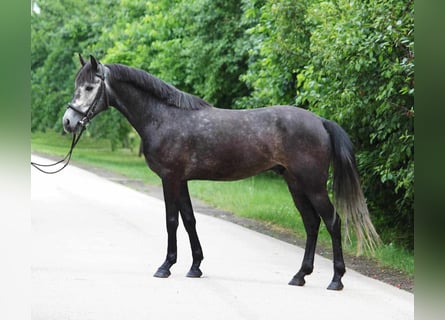 Weitere Ponys/Kleinpferde, Wallach, 5 Jahre, 145 cm, Schimmel