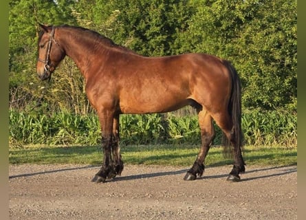 Weitere Ponys/Kleinpferde, Wallach, 6 Jahre, 145 cm, Brauner