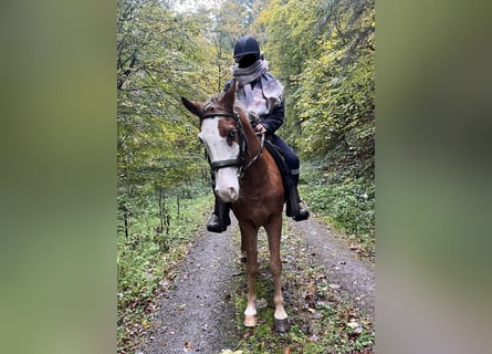 Weitere Ponys/Kleinpferde Mix, Wallach, 6 Jahre, 145 cm, Rotbrauner