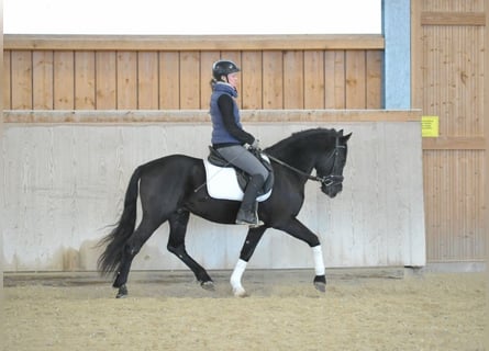 Weitere Ponys/Kleinpferde, Wallach, 6 Jahre, 148 cm, Rappe