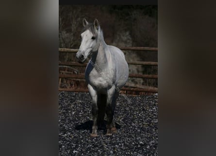 Weitere Ponys/Kleinpferde Mix, Wallach, 6 Jahre, 150 cm, Schimmel