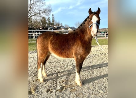 Weitere Ponys/Kleinpferde, Wallach, 7 Jahre, 126 cm, Brauner