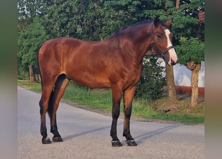 Weitere Ponys/Kleinpferde, Wallach, 7 Jahre, 150 cm, Brauner