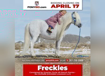 Weitere Ponys/Kleinpferde, Wallach, 7 Jahre, 94 cm, Schimmel