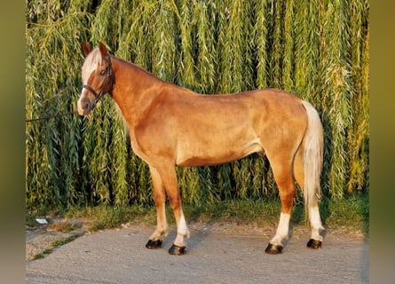 Weitere Ponys/Kleinpferde, Wallach, 7 Jahre, Fuchs