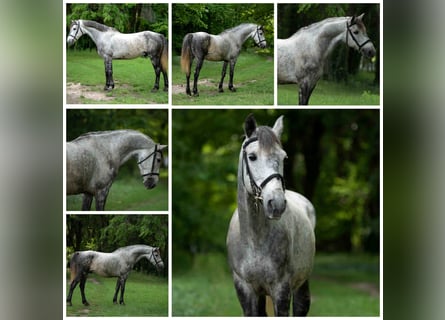Weitere Ponys/Kleinpferde, Wallach, 8 Jahre, 145 cm, Apfelschimmel