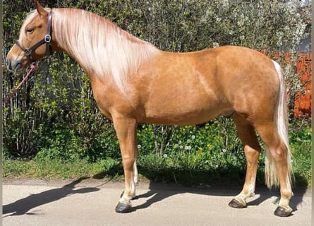 Weitere Ponys/Kleinpferde, Wallach, 8 Jahre, 160 cm, Fuchs