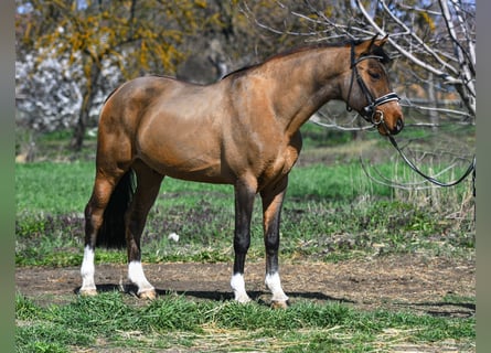 Weitere Ponys/Kleinpferde, Wallach, 9 Jahre, 148 cm, Brauner
