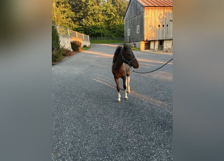 Weitere Ponys/Kleinpferde, Hengst, 1 Jahr, 107 cm, Schwarzbrauner