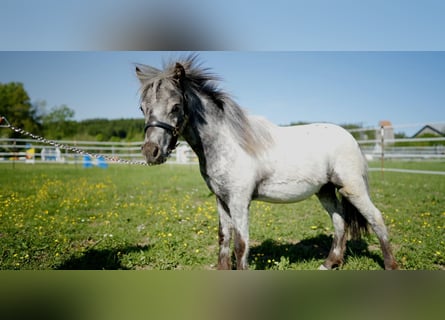 Weitere Ponys/Kleinpferde, Hengst, 1 Jahr, 85 cm, Tigerschecke