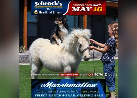 Weitere Ponys/Kleinpferde, Hengst, 2 Jahre, 84 cm, Palomino