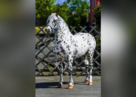 Weitere Ponys/Kleinpferde, Hengst, 3 Jahre, 132 cm, Tigerschecke