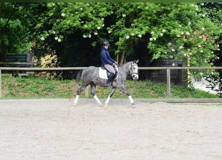 Weitere Ponys/Kleinpferde, Hengst, 3 Jahre, 143 cm, Schimmel