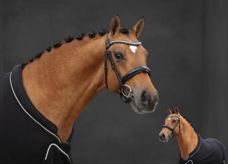 Weitere Ponys/Kleinpferde, Hengst, 3 Jahre, 148 cm, Falbe