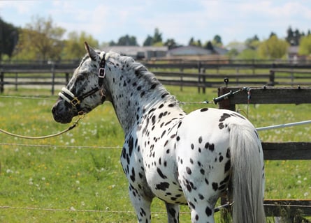 Weitere Ponys/Kleinpferde, Hengst, 5 Jahre, 140 cm, Tigerschecke