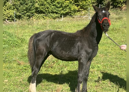 Weitere Ponys/Kleinpferde, Hengst, Fohlen (03/2025), 125 cm, Rappe
