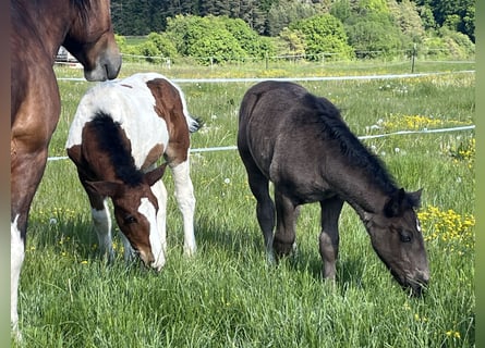 Weitere Ponys/Kleinpferde, Hengst, Fohlen (02/2025), 127 cm, Schecke