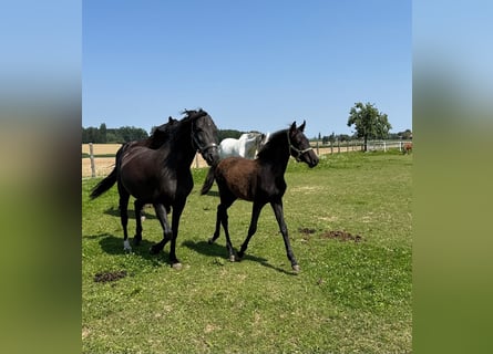 Weitere Ponys/Kleinpferde, Hengst, Fohlen (03/2025), 147 cm, Rappe