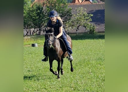 Weitere Ponys/Kleinpferde, Stute, 10 Jahre, 118 cm, Rappe