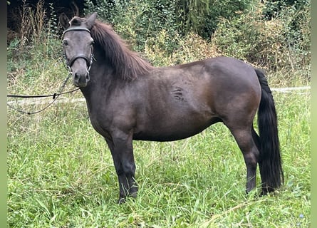 Weitere Ponys/Kleinpferde, Stute, 10 Jahre, 124 cm, Rappe