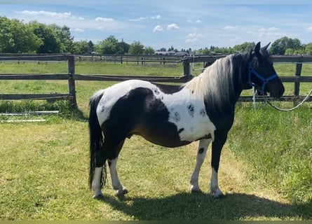 Weitere Ponys/Kleinpferde, Stute, 10 Jahre, 124 cm, Schecke