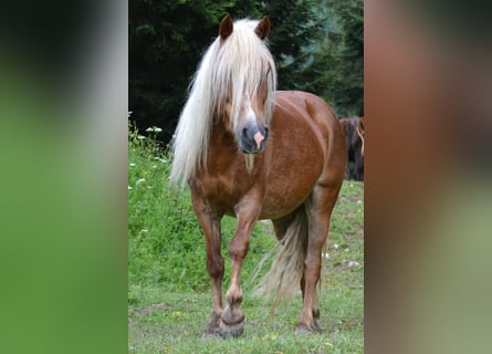 Weitere Ponys/Kleinpferde Mix, Stute, 10 Jahre, 135 cm, Fuchs