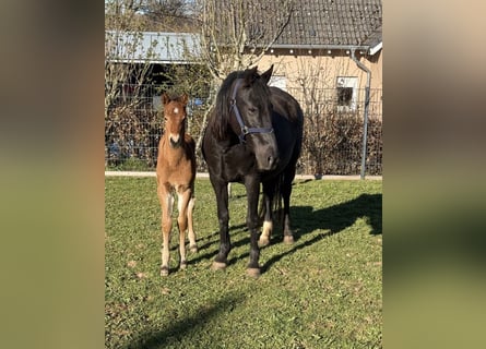 Weitere Ponys/Kleinpferde, Stute, 10 Jahre, 144 cm, Rappe