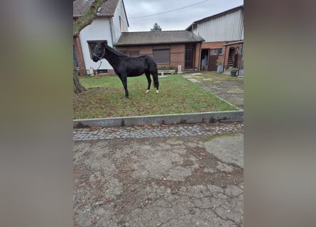 Weitere Ponys/Kleinpferde, Stute, 10 Jahre, 148 cm, Rappe