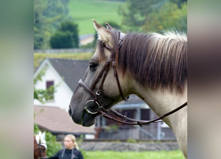Weitere Ponys/Kleinpferde, Stute, 11 Jahre, 140 cm, Falbe