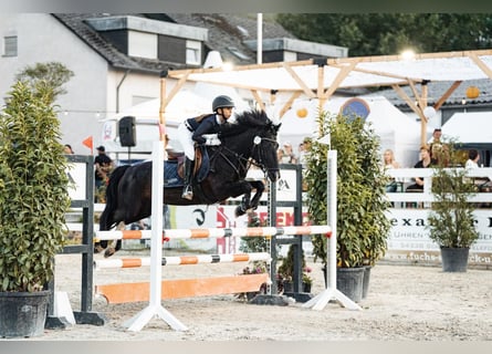 Weitere Ponys/Kleinpferde, Stute, 11 Jahre, 140 cm, Schecke