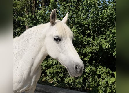 Weitere Ponys/Kleinpferde, Stute, 11 Jahre, 147 cm, Schimmel