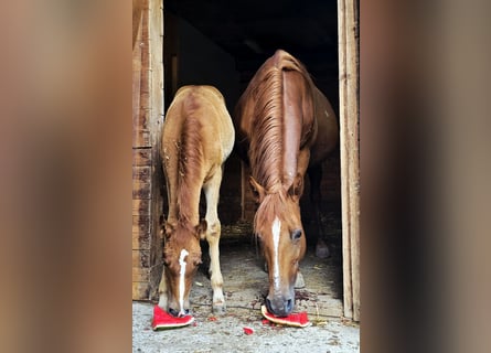 Weitere Ponys/Kleinpferde Mix, Stute, 11 Jahre, 148 cm, Fuchs