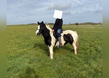 Weitere Ponys/Kleinpferde, Stute, 12 Jahre, 125 cm, Schecke