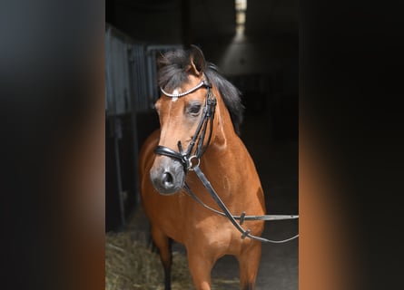 Weitere Ponys/Kleinpferde, Stute, 12 Jahre, 127 cm, Brauner