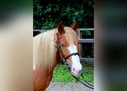 Weitere Ponys/Kleinpferde, Stute, 12 Jahre, 130 cm, Schecke