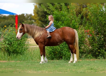 Weitere Ponys/Kleinpferde, Stute, 12 Jahre, Rotfuchs