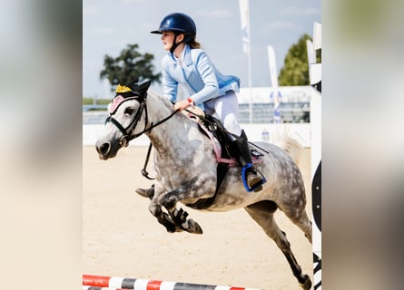 Weitere Ponys/Kleinpferde, Stute, 13 Jahre, 121 cm, Apfelschimmel
