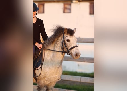 Weitere Ponys/Kleinpferde, Stute, 13 Jahre, 126 cm, Tigerschecke