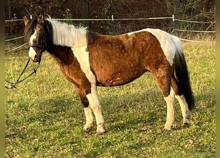 Weitere Ponys/Kleinpferde, Stute, 13 Jahre, 135 cm, Schecke