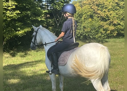 Weitere Ponys/Kleinpferde, Stute, 15 Jahre, 122 cm, Schimmel