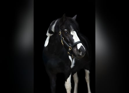 Weitere Ponys/Kleinpferde, Stute, 15 Jahre, 130 cm, Schecke